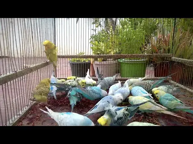 'Video thumbnail for 🛠️ DIY Guide to Creating Your Own Budgie Mutation Masterpiece! 🎯🎨'