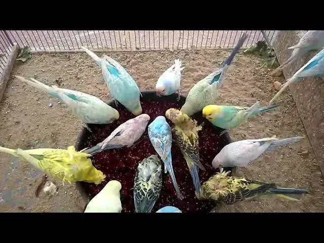 'Video thumbnail for Joyful Budgie Melodies A Symphony of Happiness! 🎶💚 #BudgieLife'