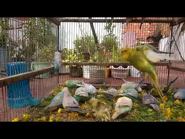 'Video thumbnail for Happy Budgie Chorus The Cutest Sounds You'll Ever Hear! 💛 #Shorts'