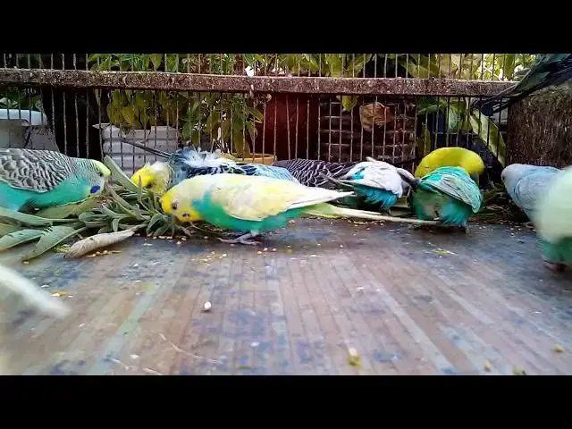 'Video thumbnail for 🚀 Instant Happiness for Your Budgie – Watch This Before It’s Too Late! ✨💡'