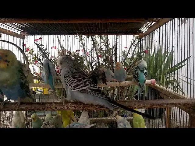 'Video thumbnail for From Beginner to Pro Mastering Budgie Training in No Time! #budgielife'