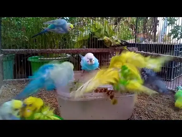 'Video thumbnail for インコのリアクションが神すぎる…笑いが止まらない！#鳥の知能検査 #クスッと鳥'
