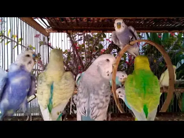 'Video thumbnail for 珍しい色のセキセイインコが静かに歌う🌈🕊️'