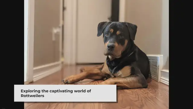 'Video thumbnail for The Unique Charms of Rottweilers: A Closer Look'