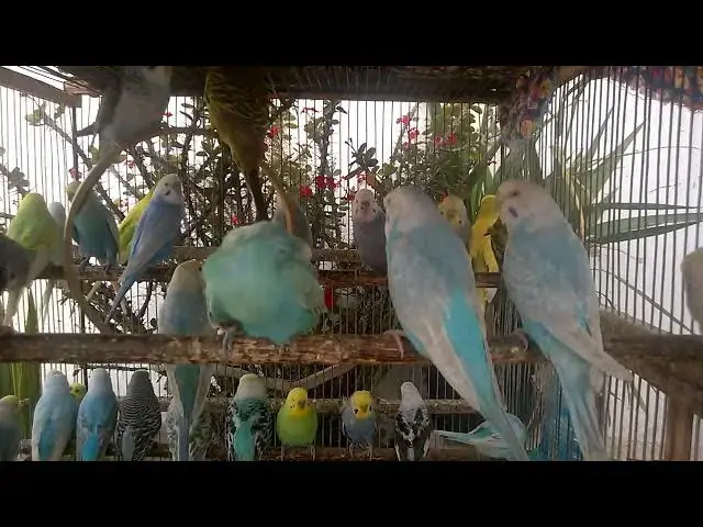 'Video thumbnail for 🤯 When Budgies Evolve Color Mutations You Won’t Believe!'