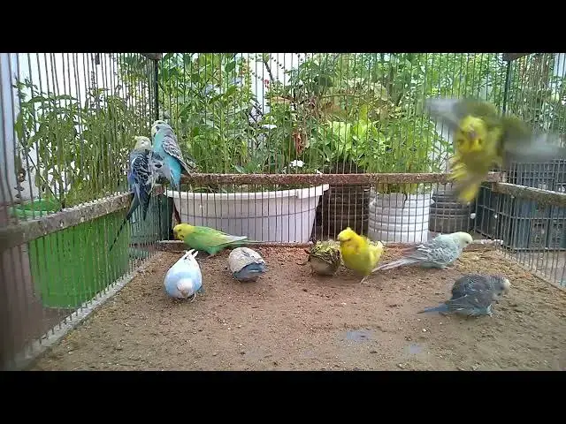 'Video thumbnail for Color Explosion! Budgies in Full Bloom 🌈'