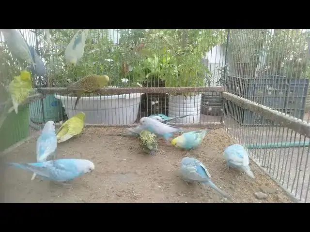 'Video thumbnail for Baby Budgies Exploring the World for the First Time 🌍🐣'