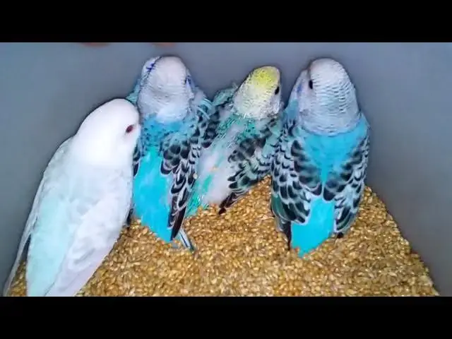 'Video thumbnail for 10 Gorgeous Budgie Colors That Will Brighten Your Day! 💚💛 #Cute'