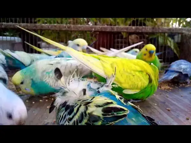 'Video thumbnail for 🤔 What Makes These Budgie Colors So Valuable 🕵️‍♂️💎'