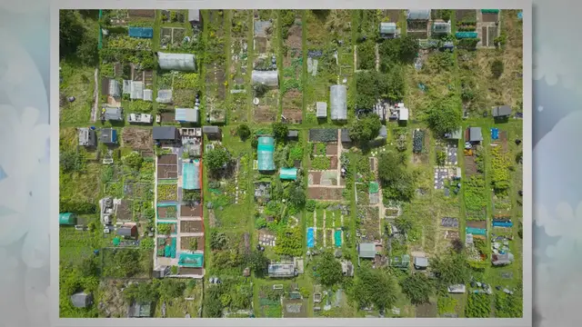 'Video thumbnail for Exploring Container Eggplant Varieties: A Guide for Urban Gardeners'