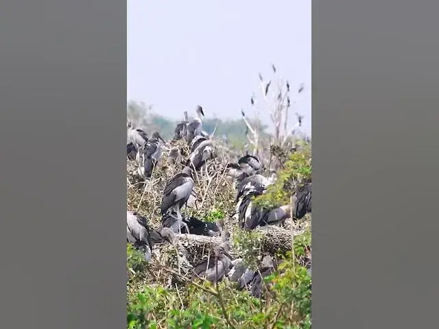 'Video thumbnail for Wild bird & Nest a lot birs EP 30 #birds #nestbird #birdalot #birdfeed #birdeat'