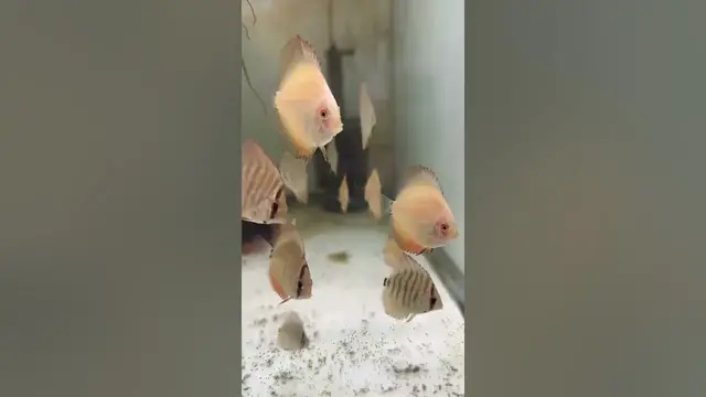'Video thumbnail for Discus Hans babies are getting so big. #redmelon #altumflora #discusbreeding #discus'