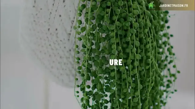 'Video thumbnail for 10 plantes tombantes indispensables à votre déco intérieure'
