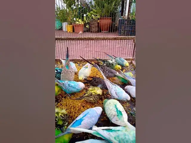 'Video thumbnail for Cutest Birds & Pets Ever!  U S #animals  #birds  #cute  #funny #viralshorts #usa  #love #funnyvideo'
