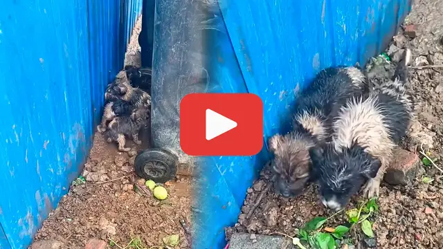 'Video thumbnail for Abandoned and Trembling, Puppies Cling to Each Other Near a Garbage Bin'