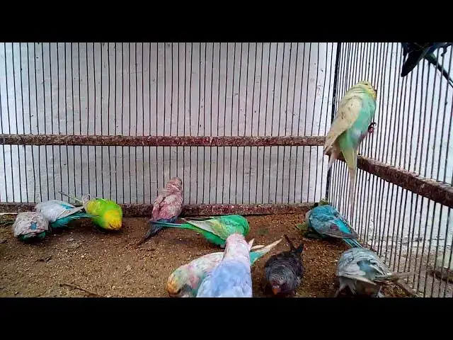 'Video thumbnail for Joyful Budgie Melodies The Cutest Sounds You'll Ever Hear! 🎶💚💛'