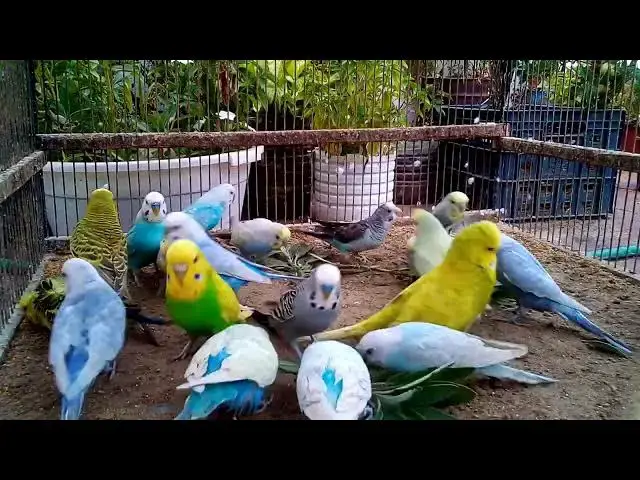 'Video thumbnail for Nest Time Magic – Budgie Parents at Work 🪺'
