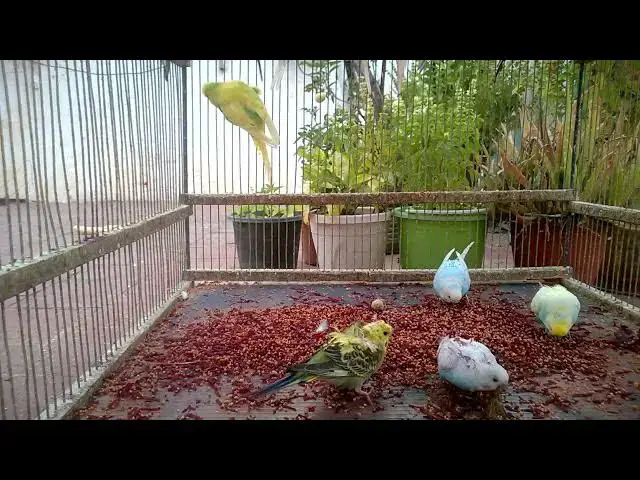 'Video thumbnail for 🌈 What Happens When Budgies Mix Genes MUTATION MADNESS! 🌀🐦'