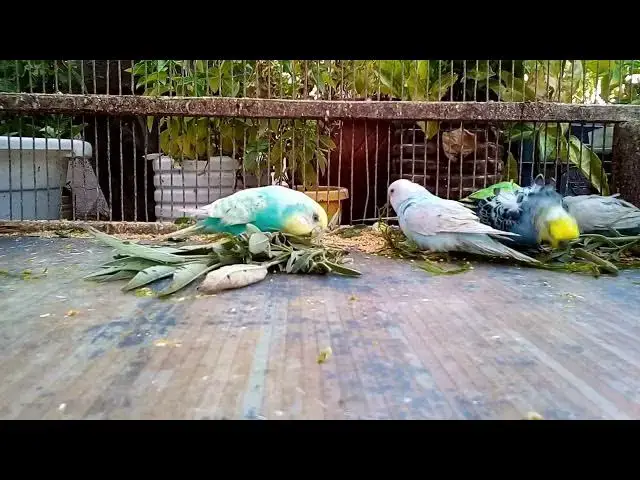 'Video thumbnail for 🐦🌸 Top 7 Budgie Health Products Keep Your Birds in Perfect Condition 🌸💊'