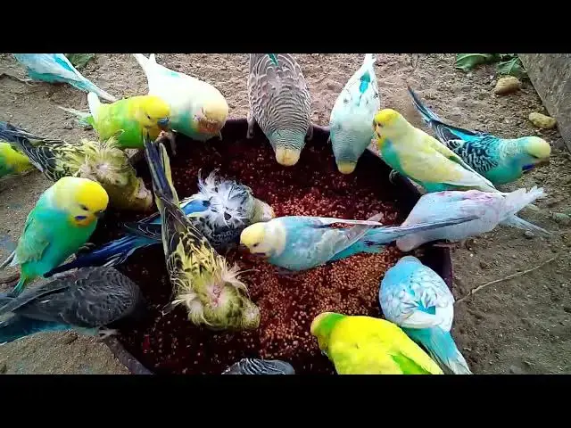 'Video thumbnail for The Secret to a Happy Budgie Tips and Tricks! 💛💚 #Fun'