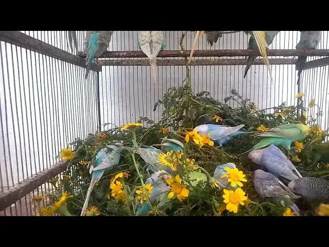 'Video thumbnail for Cuteness Overload My Budgie's Funniest Faces! 💚💛 #Cute'