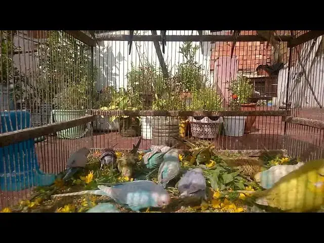'Video thumbnail for Cuteness Overload Funny Budgie Sounds That Will Make You Laugh! 😄💚'