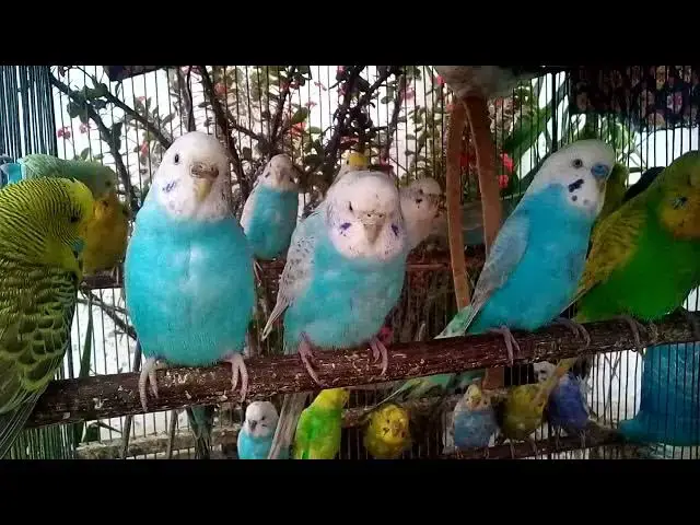 'Video thumbnail for 🌺 Garden Vibes with Budgies – Nature’s Gentle Touch 🌷'