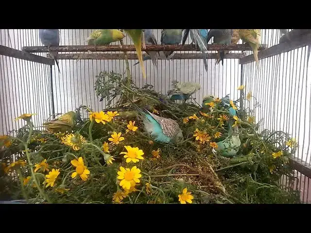 'Video thumbnail for The Ultimate Budgie Happiness Challenge! Can You Keep Up 🥰💛'
