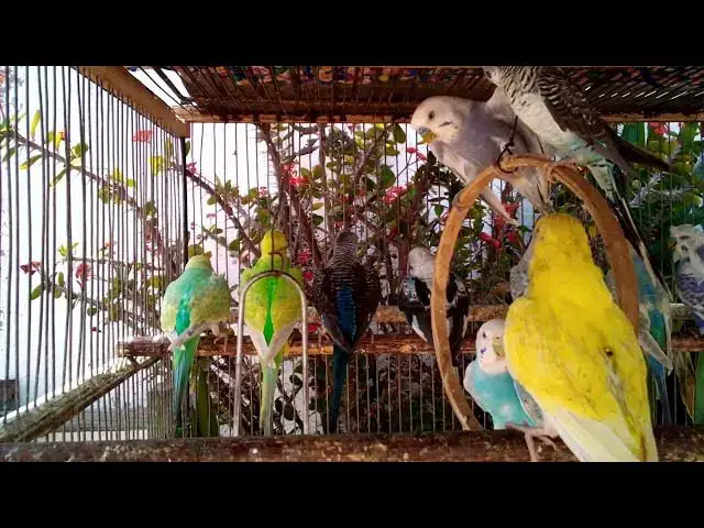 'Video thumbnail for 癒されるセキセイインコのさえずり🧘‍♀️🎶'