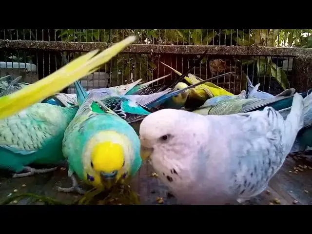 'Video thumbnail for 🤑 How to Turn Your Passion for Budgies into Profit! ❤️💵'