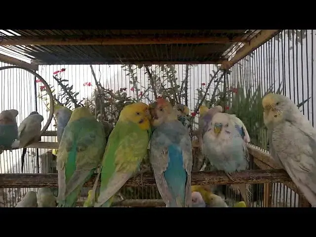 'Video thumbnail for Unlock Your Budgie's Potential Simple Training Tricks! 🥰💚💛✨'