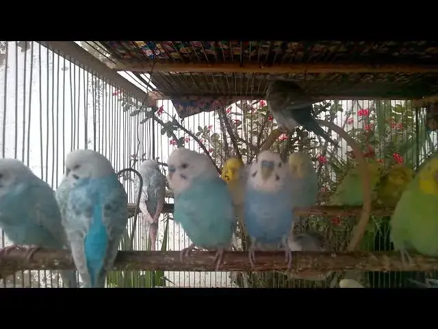 'Video thumbnail for 😇 Cuteness, Colors & Calm – Budgies Make It All Better 🕊️'