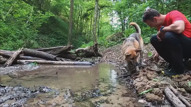 'Video thumbnail for Unleashing Fun: Surprising Facts About Dogs'