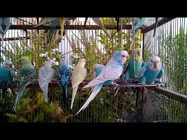 'Video thumbnail for セキセイインコと過ごす優しい時間🕊️｜癒しのBGM代わりに🎧'