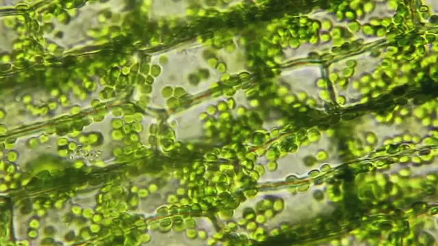 'Video thumbnail for Onion Cells under the Microscope'