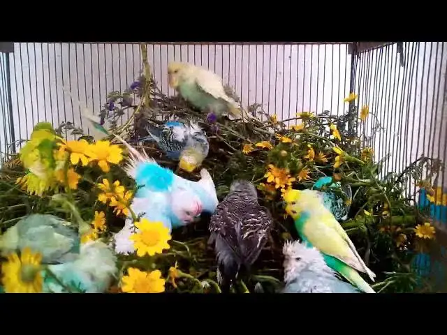 'Video thumbnail for Funny Budgie Sounds That Will Make Your Day! 😂💚 #shorts'