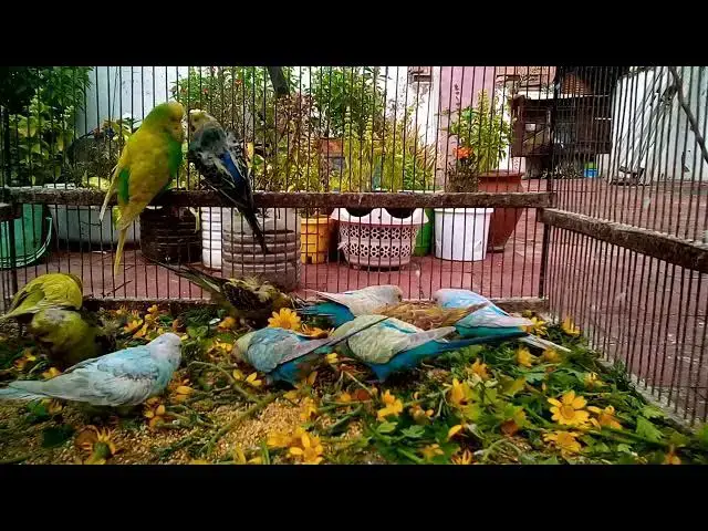 'Video thumbnail for Watch My Budgie Dance The Cutest Moves Ever! 💃💚✨ #Funny #BudgieLife'