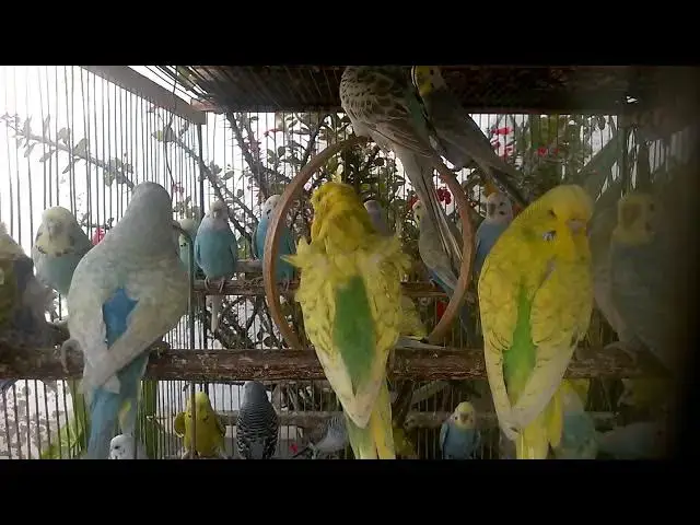 'Video thumbnail for 🕊️ Therapy in Feathers Emotional Healing Through Birds'