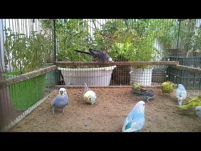 'Video thumbnail for Budgie Couple Moments – No Words Needed 💑🐦'