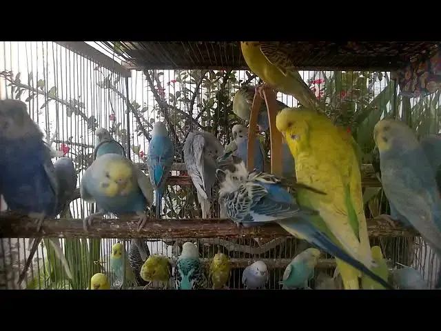 'Video thumbnail for 🎁 Budgies as a Gift to the Soul – You Won’t Believe the Bond!'