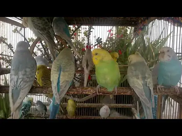 'Video thumbnail for ❤️‍🔥 The Hidden Power of Budgies Peace, Passion, and Pure Joy'