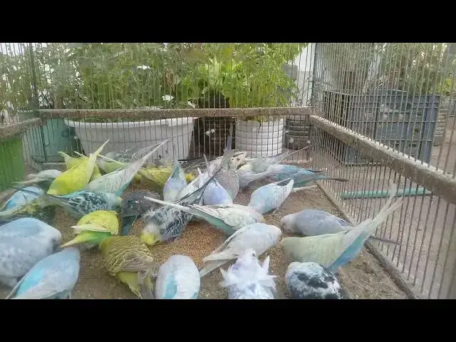 'Video thumbnail for Birds Being Birds – That’s All You Need 🐦❤️'