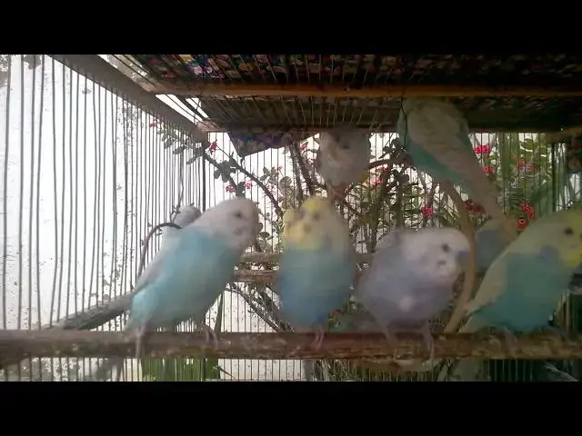 'Video thumbnail for 🦜 Budgie Beauty in Full HD – A Visual Feast for Bird Lovers! 🌈'