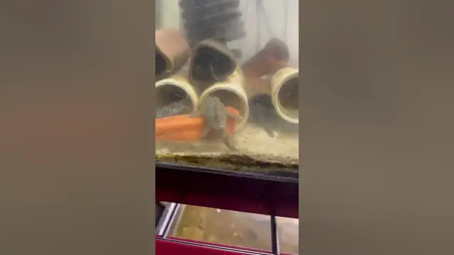 'Video thumbnail for L333 king tiger plecos hanging out. #lazy #Pleco #plecofish #fish'