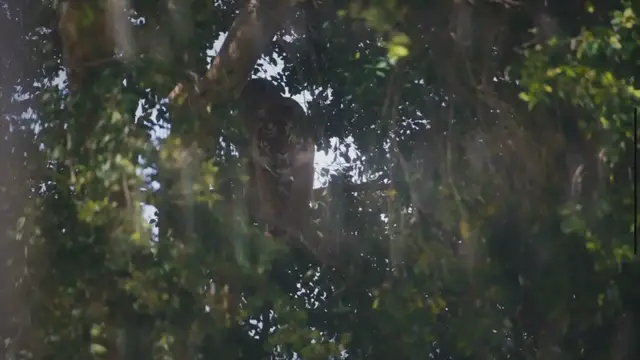 'Video thumbnail for Endangered Icons: A Look at Sumatra Island's Four Rare Fauna'