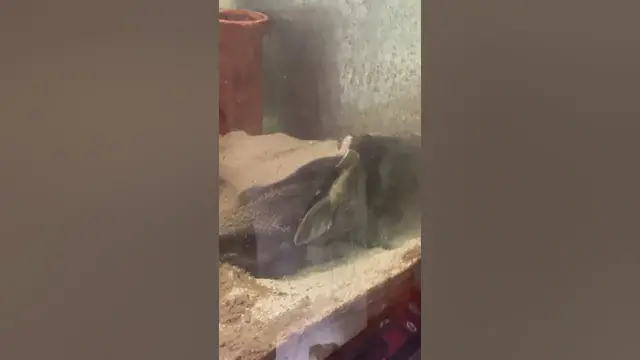 'Video thumbnail for L191 Royal Pleco munching on Malaysian drift wood'