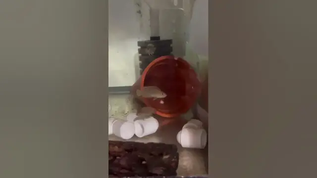 'Video thumbnail for Neolamprologus similis colony. Babies are getting so big #shelldweller #dwarfcichlid #tanganyika'