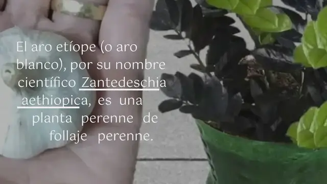 'Video thumbnail for He aquí cómo cuidar el aro blanco para que florezca, perfume la casa y nunca se desvanezca:'