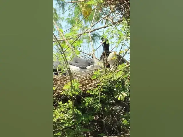 'Video thumbnail for Wow Nice Gain Bird A lot  EP 33 #birds #nestbird #birdalot #birdfeed #birdeat'