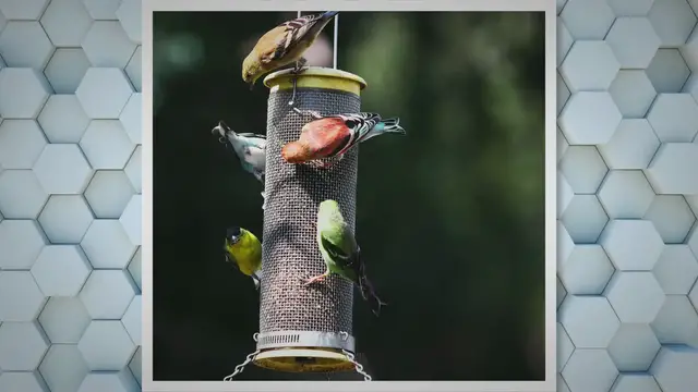 'Video thumbnail for Building Bird Feeders: A Step-by-Step Guide'